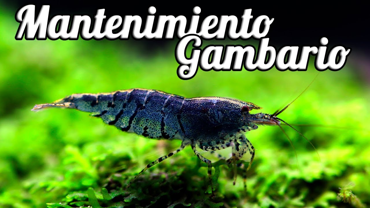 Cómo mantener un gambario facilmente