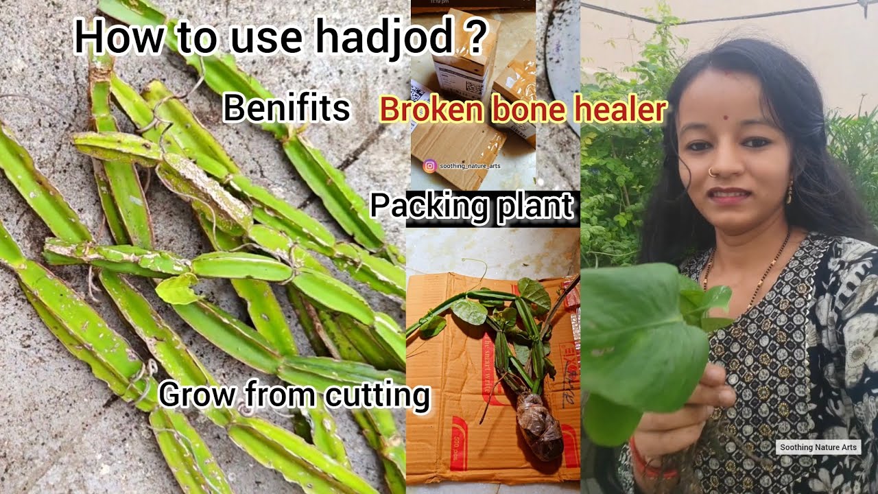 Grow Hadjod in Terrace Garden 🌱 | Medicinal Plant with Amazing Benefits