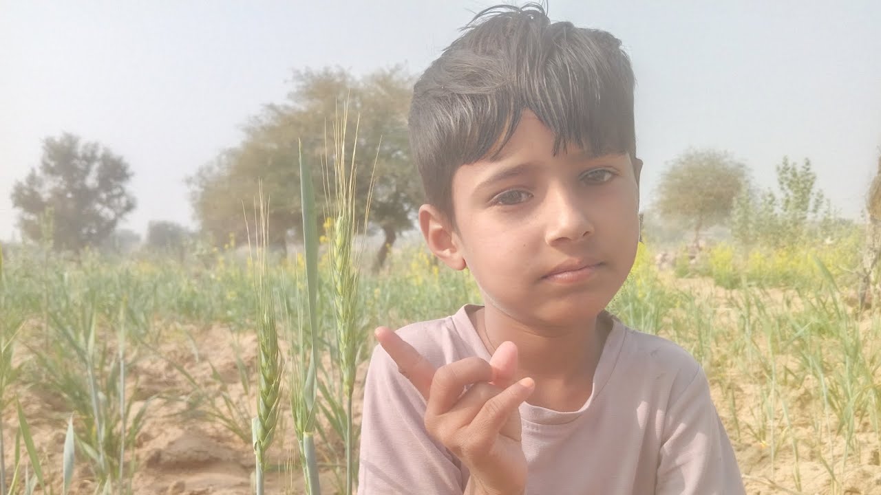 मेरा गेहूं का खेत 🌾🙏🏻😭❤️❤️