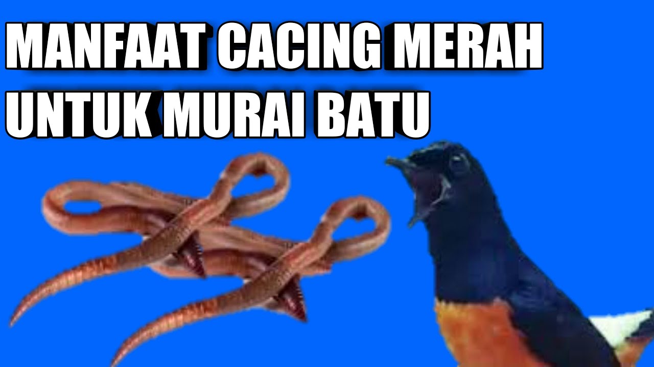 manfaat cacing merah untuk murai batu