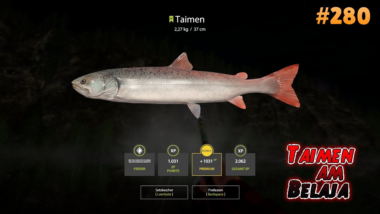 #280 RF4 Taimen am Belaja  [Russian Fishing4] [Fluss Belaja] [RF4]