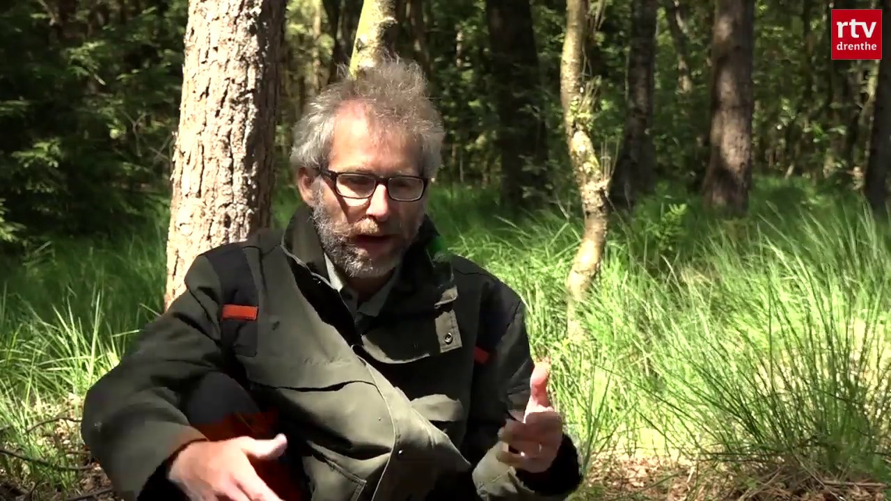 Boreale flora van Drenthe: de zevenster | Natuurnieuws