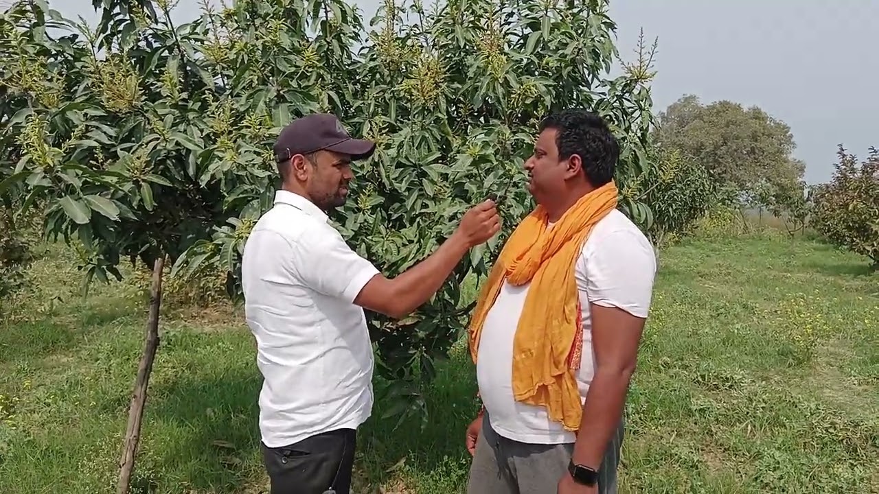 mango plant के ऊपर फूल आने से पहले क्या डालें