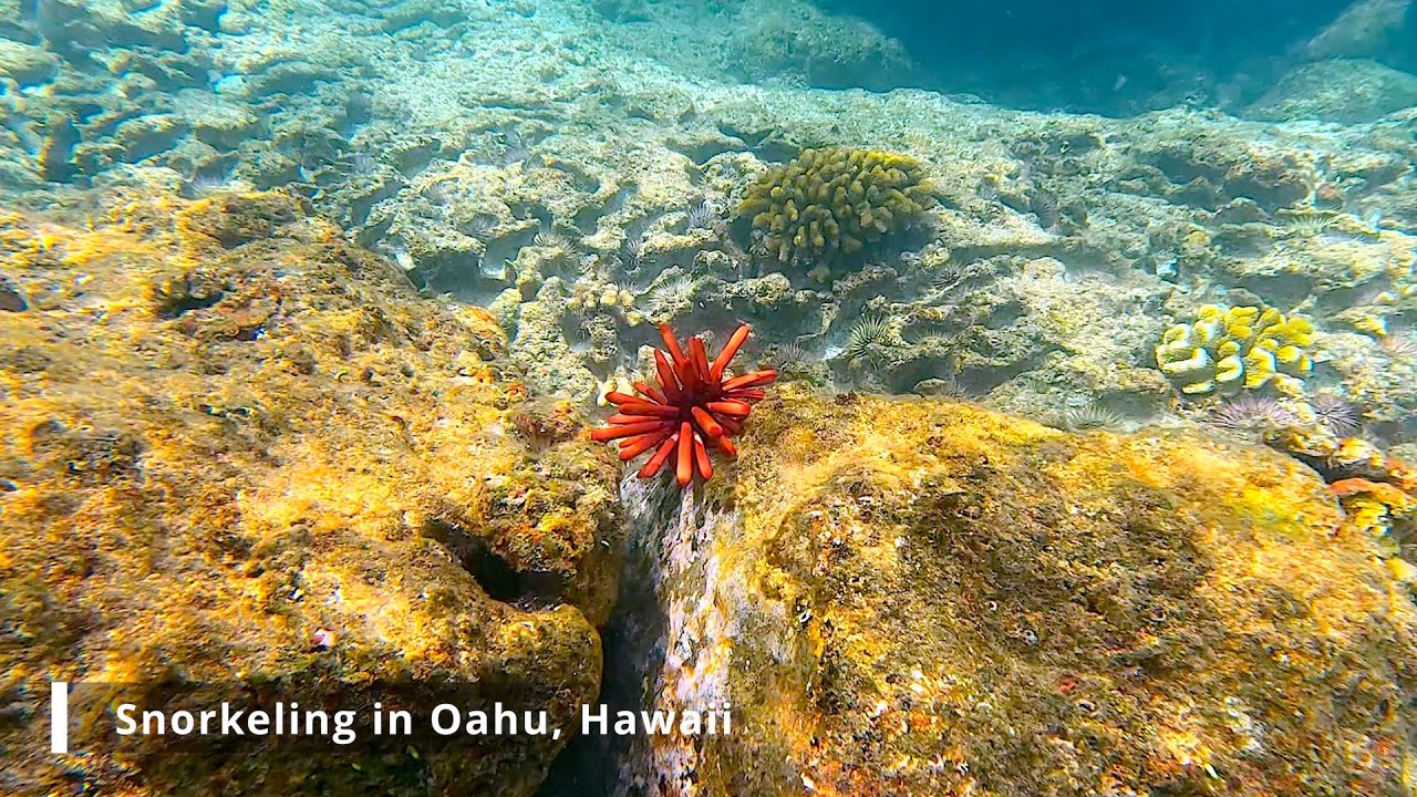 🌊🐠🐢 Snorkeling Oahu | Exploring Hawaii’s Colorful Marine Life