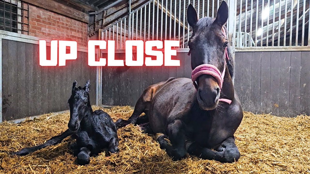 Dummy foal😔 | Go drink, please! | The hooves of newborn Belle 3/7 | Friesian Horses