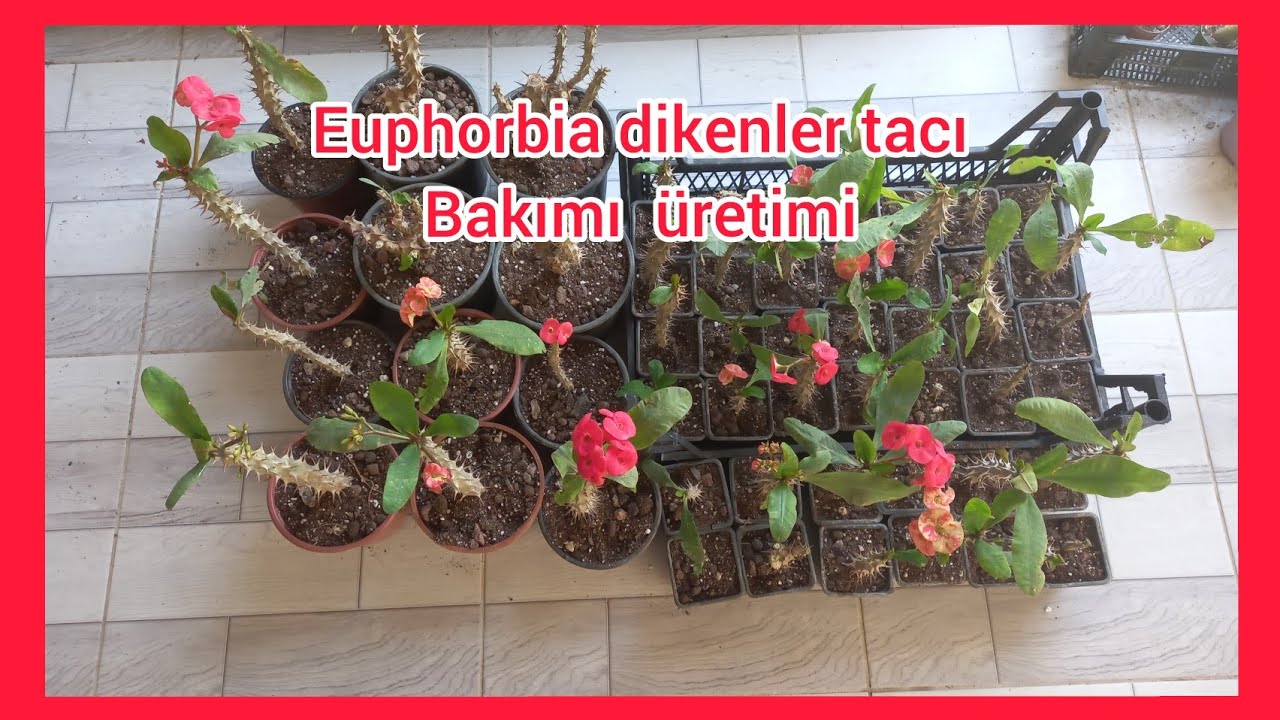 DİKENLER TACI MİLLİ (EUPHORBİA)BAKIMI ÜRETİMİ