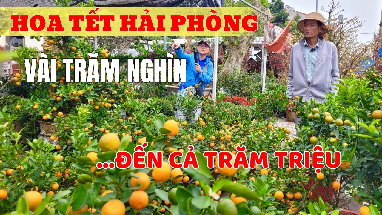 Chợ hoa Tết Hải Phòng vào cao điểm: Hàng bình dân đắt khách, cây trăm triệu vẫn hút người chơi