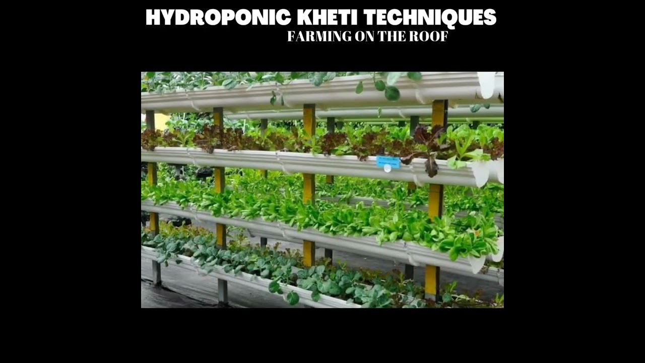 Ramvir singh : छत पर खेती करके कमाता है 7 लाख महीना || HYDROPONIC KHETI TECHNIQUES