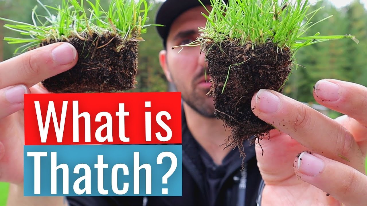 WHAT is THATCH in a lawn and HOW to REMOVE it!?