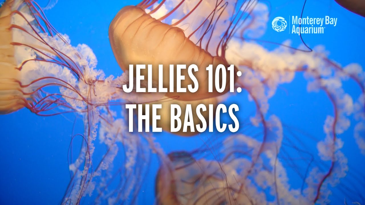 Jellies 101 &mdash; The Basics! | Monterey Bay Aquarium Explains Jellyfish