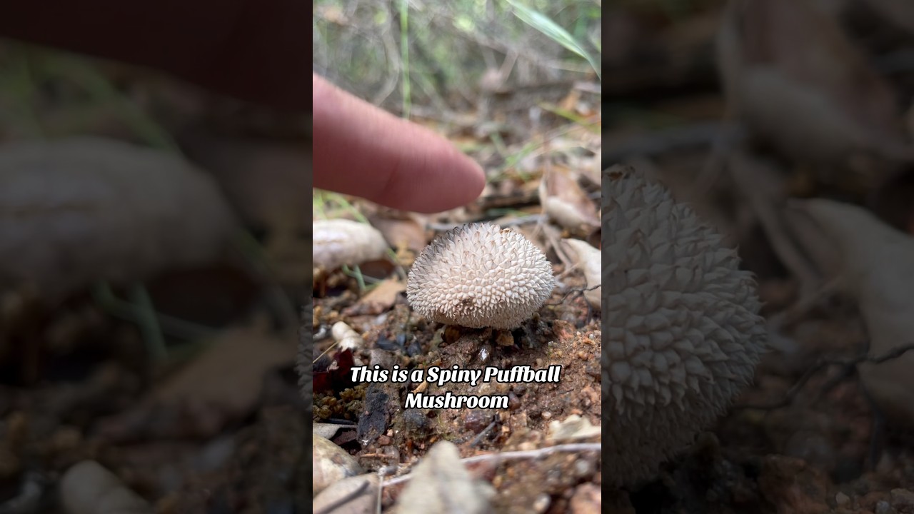 Split a Puffball Mushroom to See Gleba Inside 🍄&zwj;🟫👀 #fungi #mushroom #nature #weird #gleba #facts
