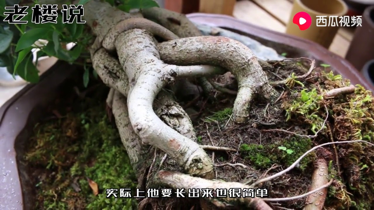 榕树盆景&ldquo;气生根儿&rdquo;很难养出，老楼有&ldquo;秘籍&rdquo;！