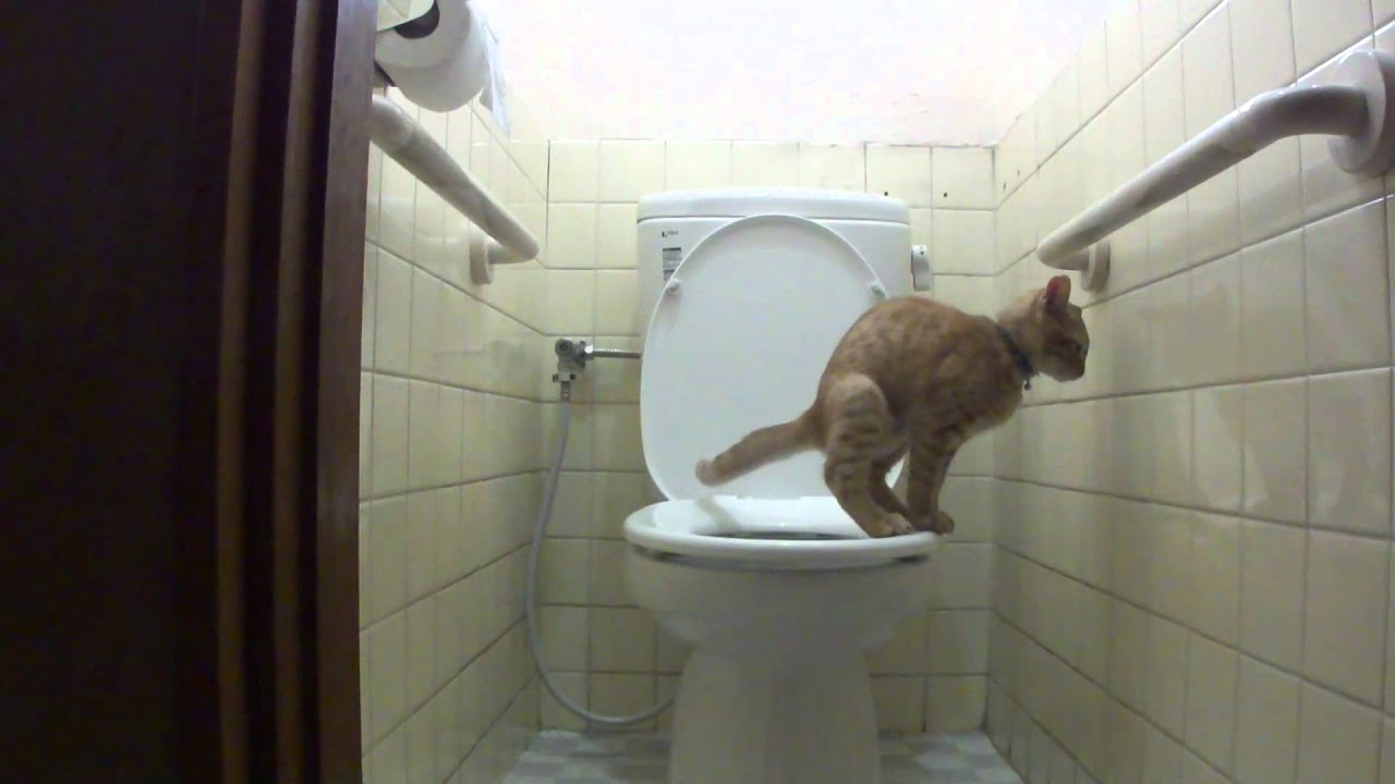 水洗トイレ猫　まろん