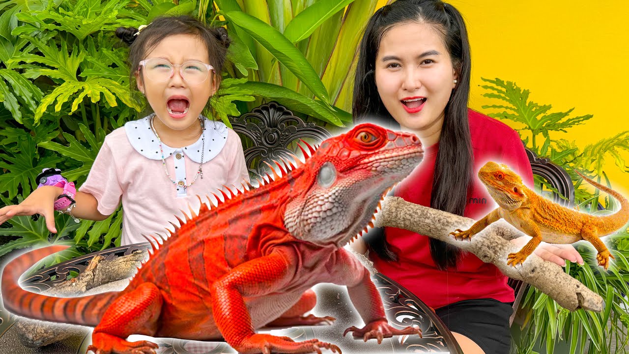 Changcady học nuôi thằn lằn và Cam Cam đón thêm một bé rồng mới về nuôi
