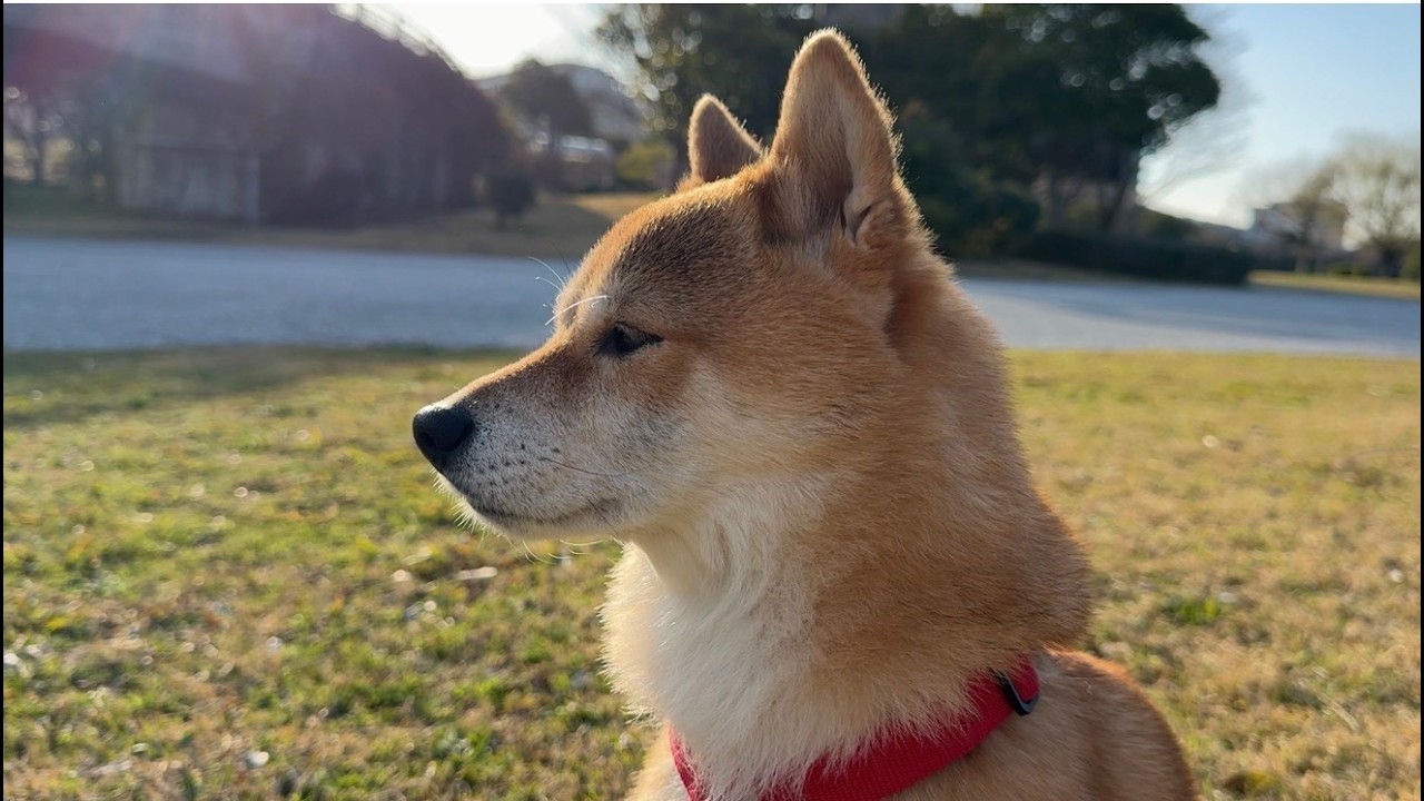 楽しかった旅行の反動が出てしまいました