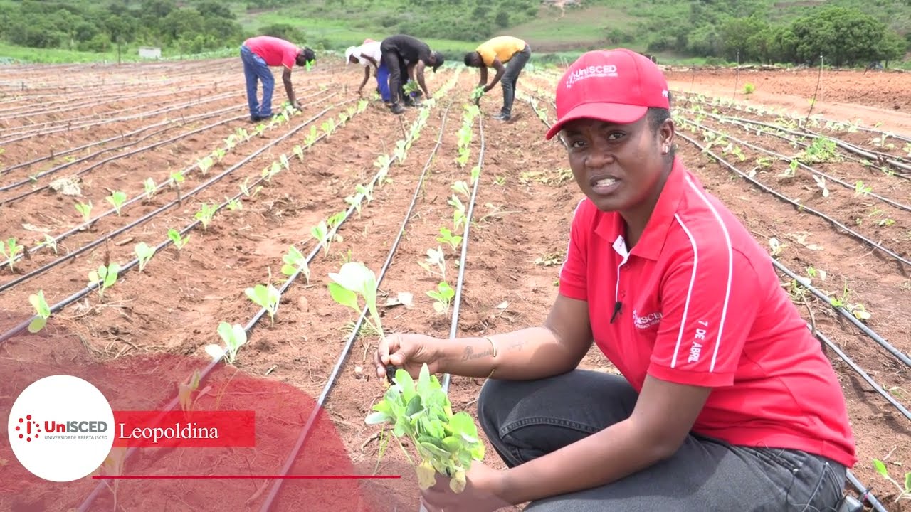Transplante de Hortícolas - A cultura de Repolho