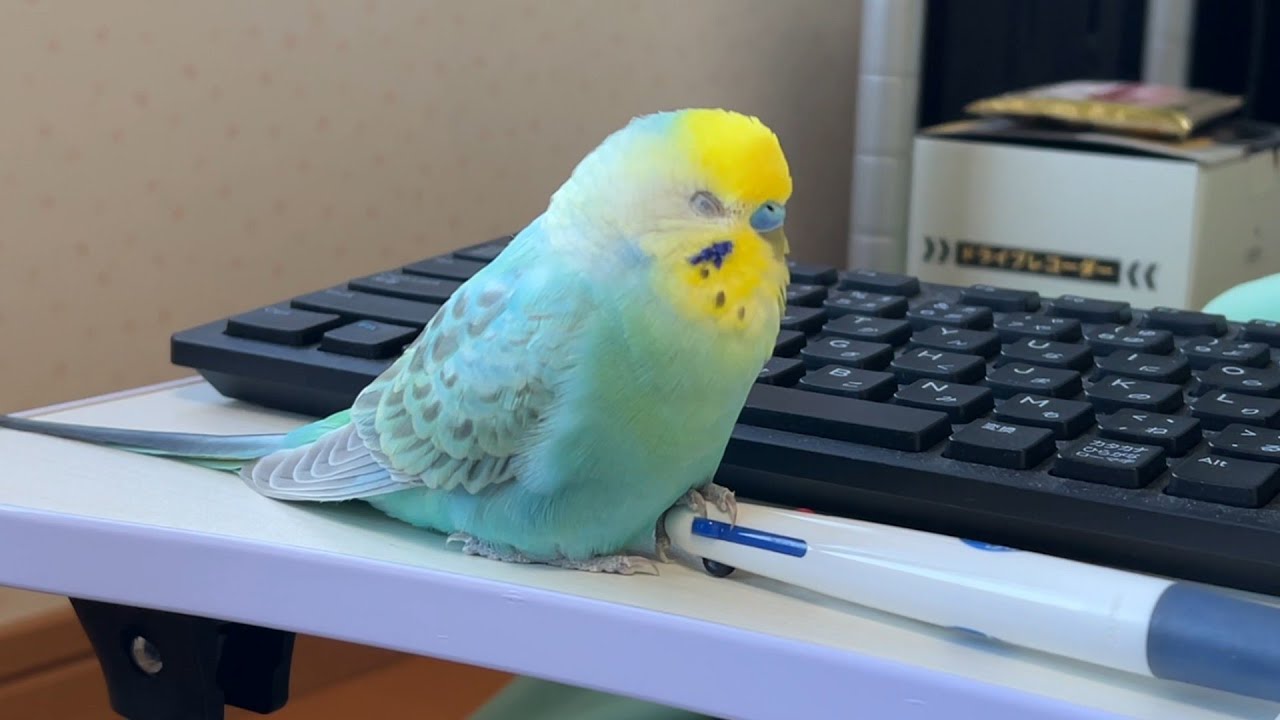 ウトウトしながらも大切なペンを離さないインコ