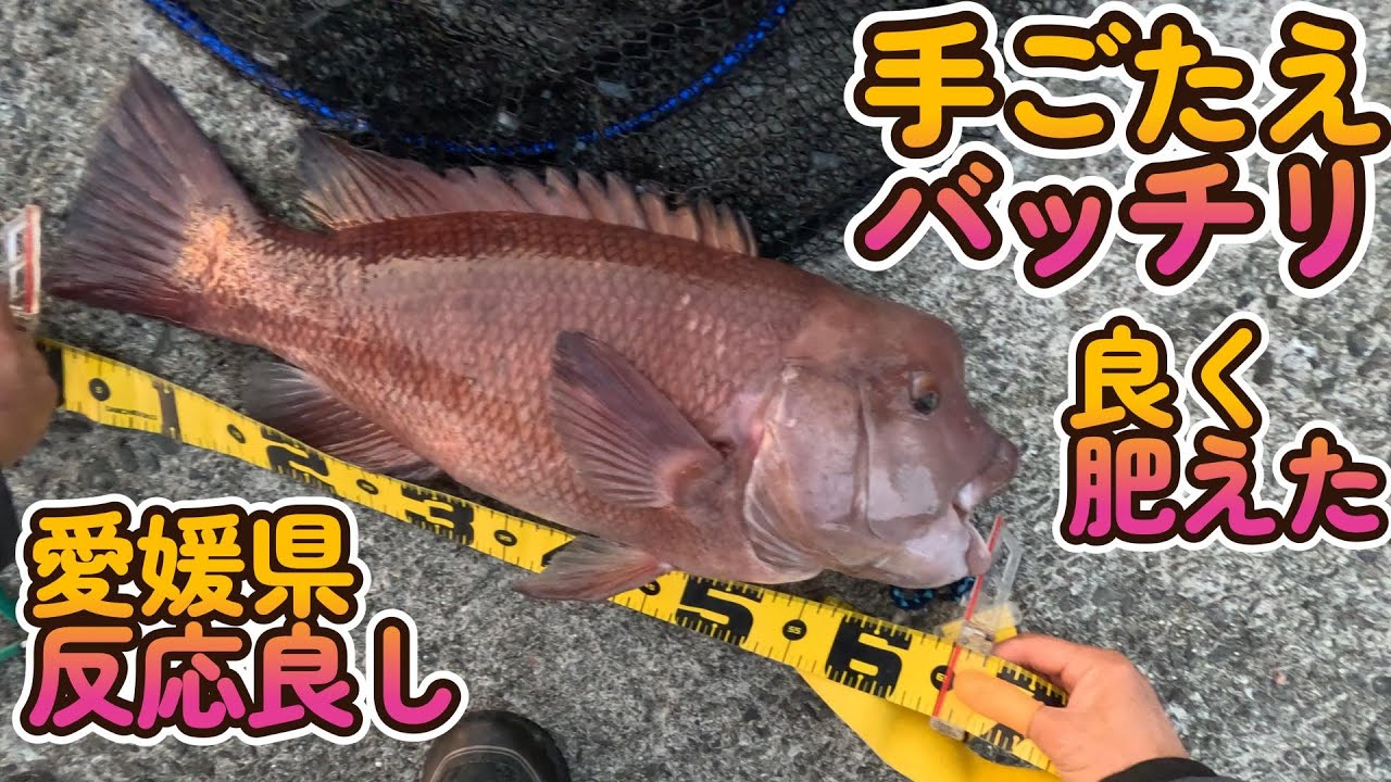 【四国遠征愛媛編】出だし好釣？勢いつけてヌシにたどり着きたい！