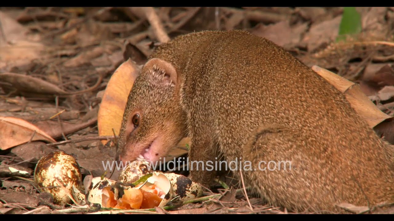 Mongoose eats up clutch of eggs, steals anda from a bird's nest and store away exatra eggs for later