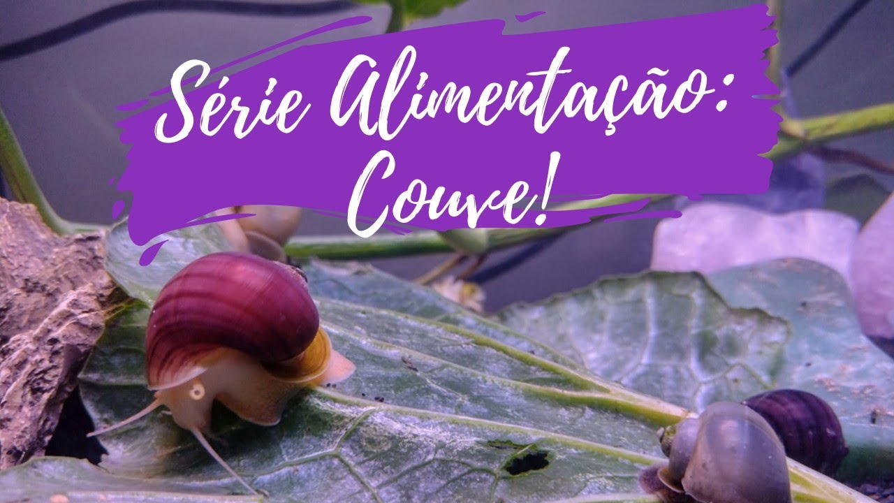 🐌 Série Alimentação: Couve! 🥬 | Ampulárias Misteriosas 💜