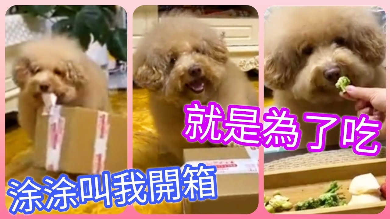涂涂叫我開箱 就是為了吃播 | 胖迪兄弟vlog日常