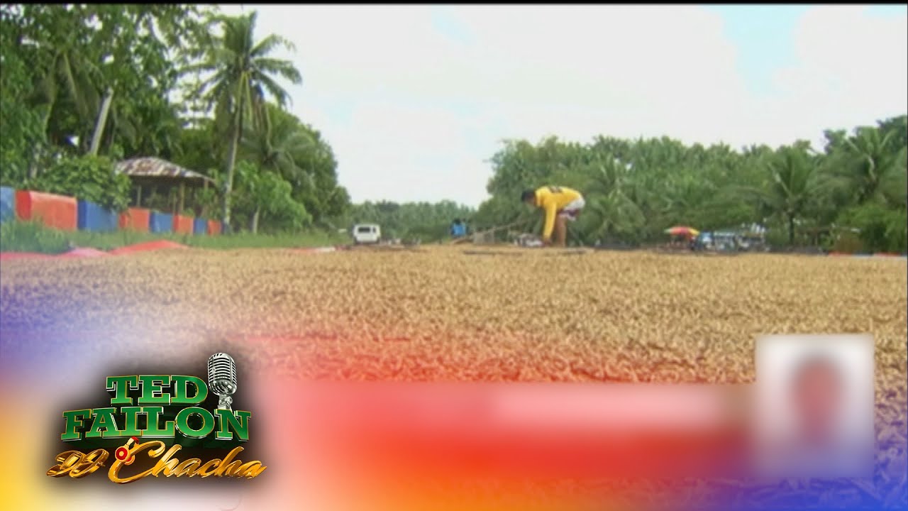 Presyo ng kada kilo ng fresh palay sa ilang lugar, bumagsak sa P8-P10 — FFF | Ted Failon & DJ Chacha