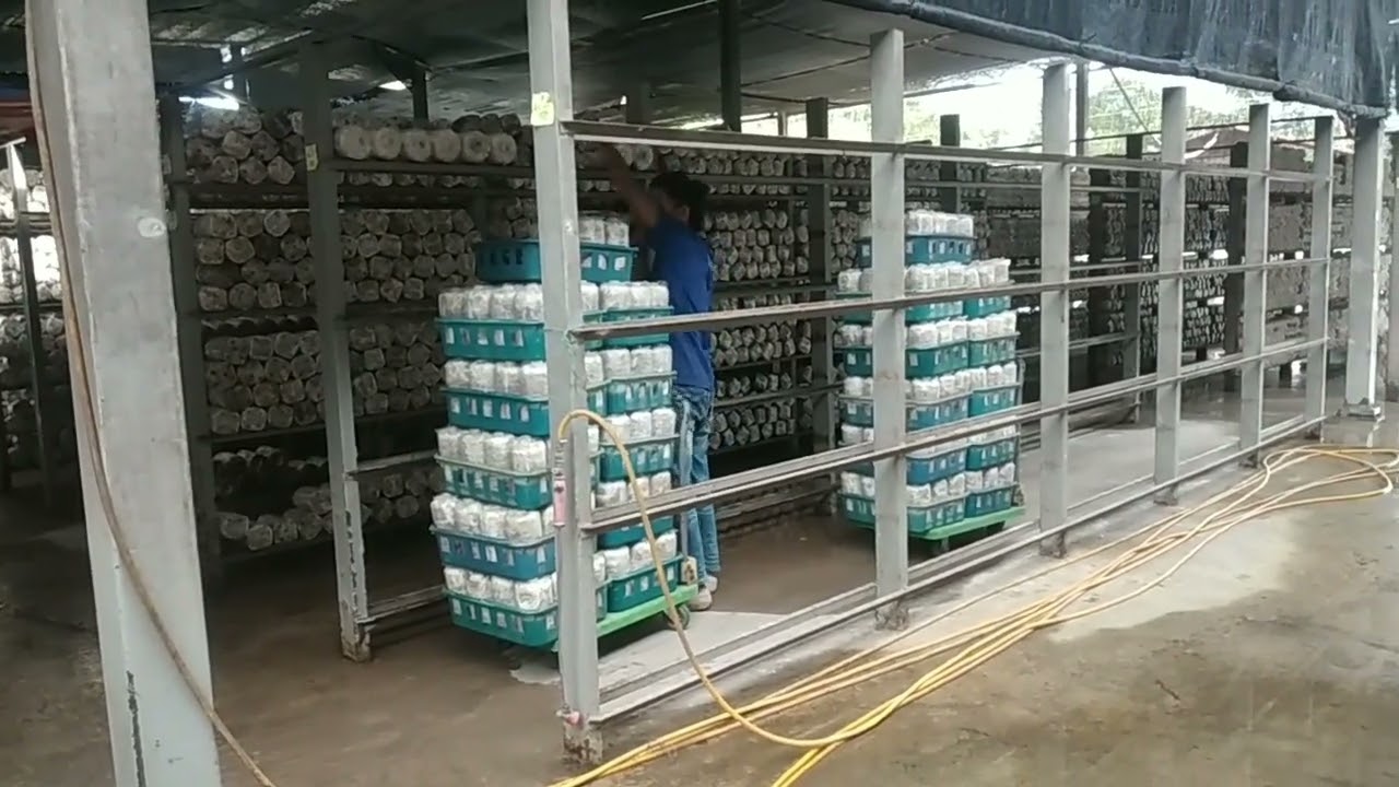 pemindahan baglog ke rak || 3 hari langsung panen.
