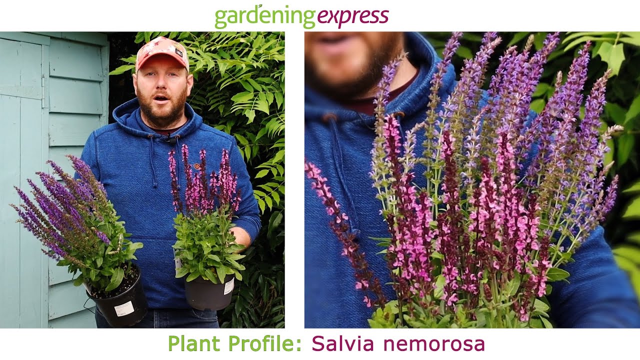 Plant Profile - Salvia Nemorosa