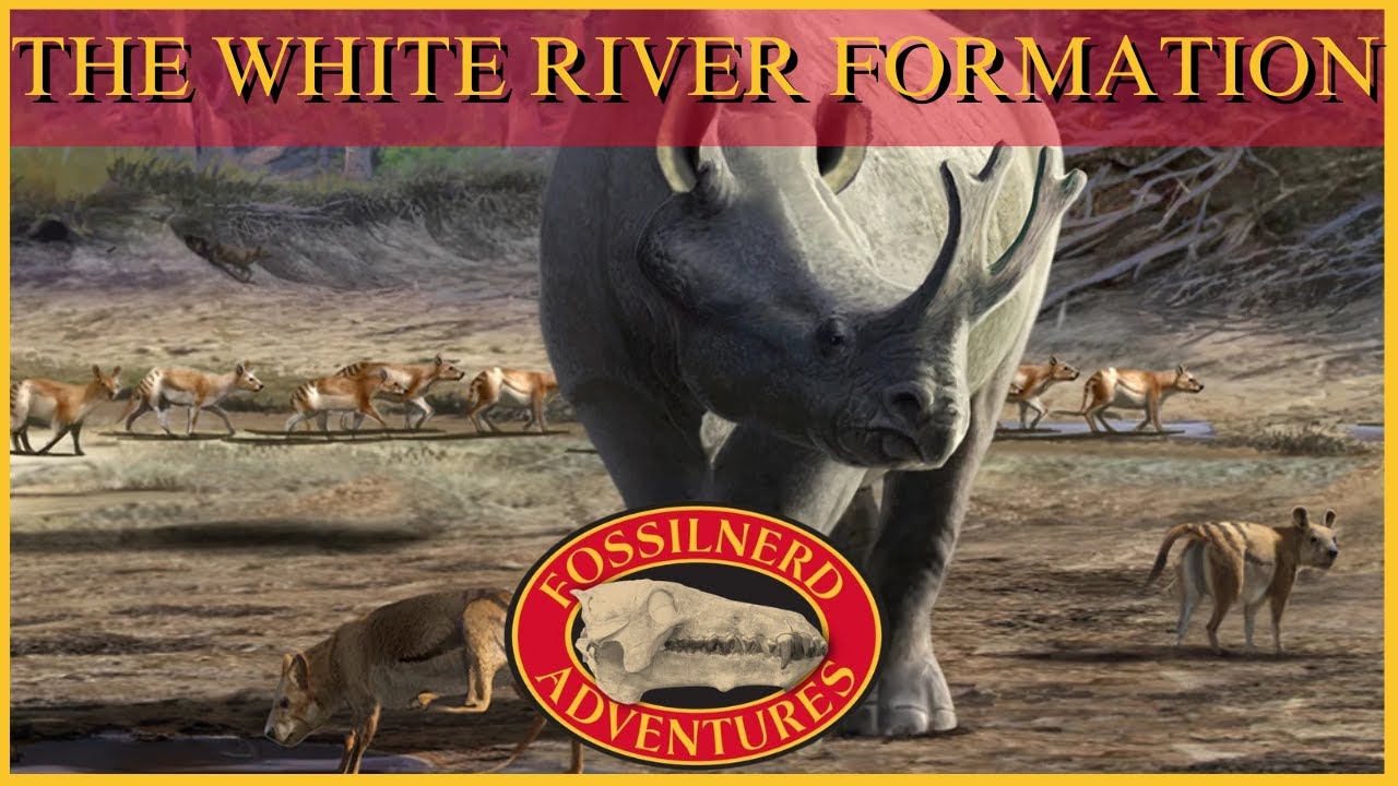 The White River Formation: A Paleo Analysis Special Presentation