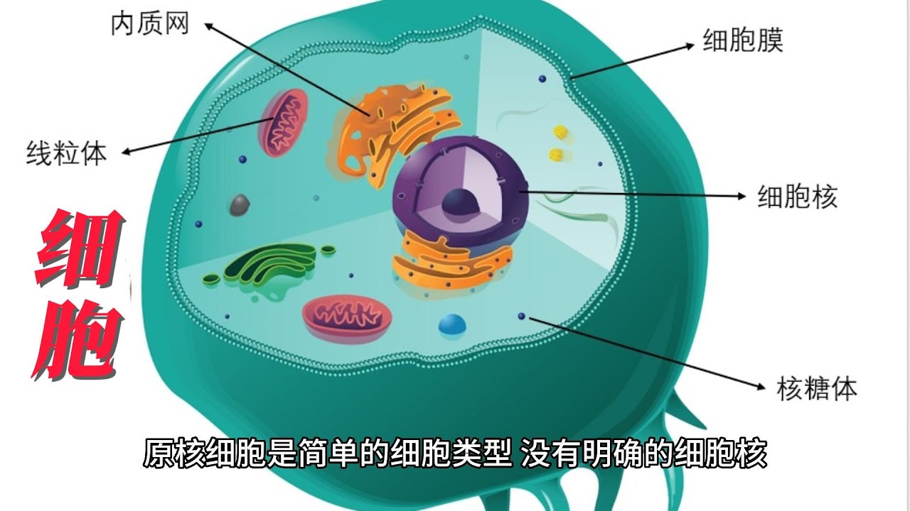 细胞