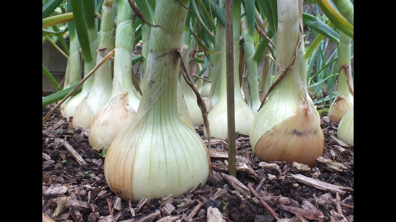 How to grow Onions. My best ever Big Onion Harvest. Organic onions grown in a raised bed.