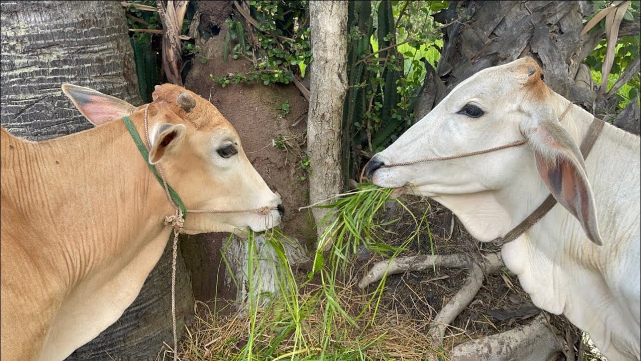 Cute Cows Eating Grass So Happily! | Cows in village 🐄🌿