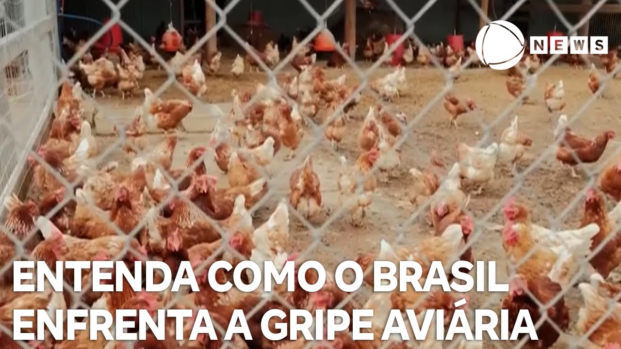 Entenda como Brasil enfrenta a gripe aviária