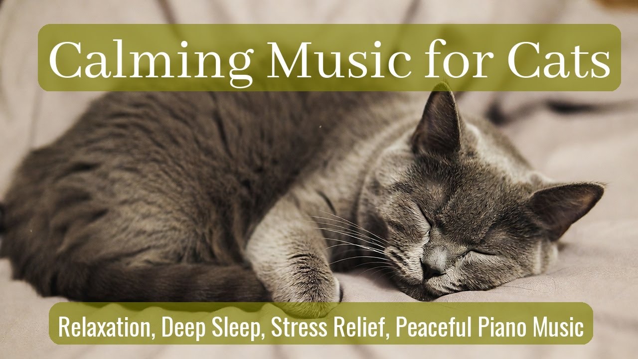 LIVE 🐱 Calm Kitten Napping Gently with Calm Piano Tunes at Night 😴 | Season 44