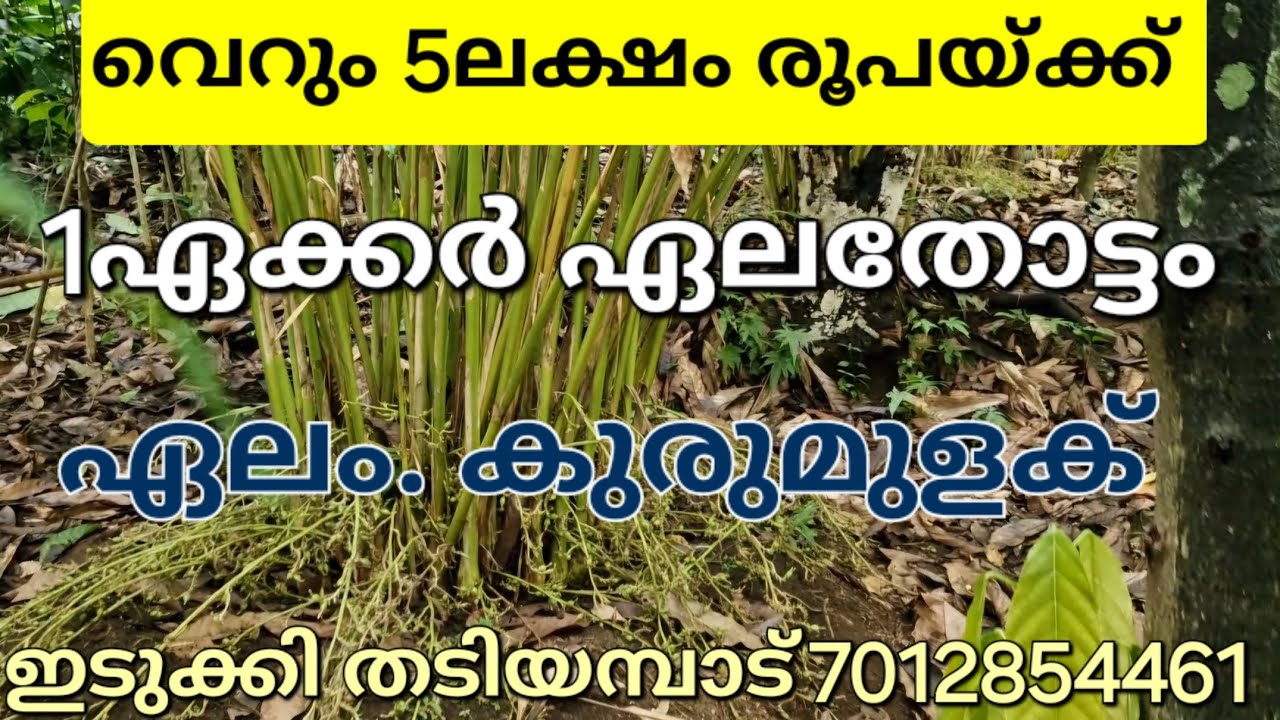 വെറും 5 ലക്ഷം രൂപയ്ക്ക് 1ഏക്കർ ഏലതോട്ടം. കുരുമുളക്. വഴി വെള്ളം ഇടുക്കി തടിയമ്പാട് 7012854461