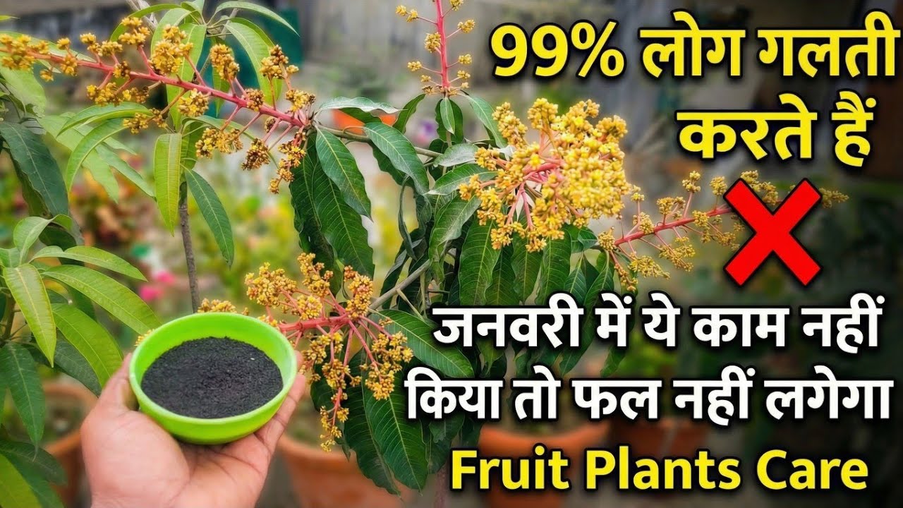 99% लोग ये गलती करते हैं ❌ | जनवरी में ये काम नहीं किया तो फल नहीं लगेगा | Fruit Plants Care