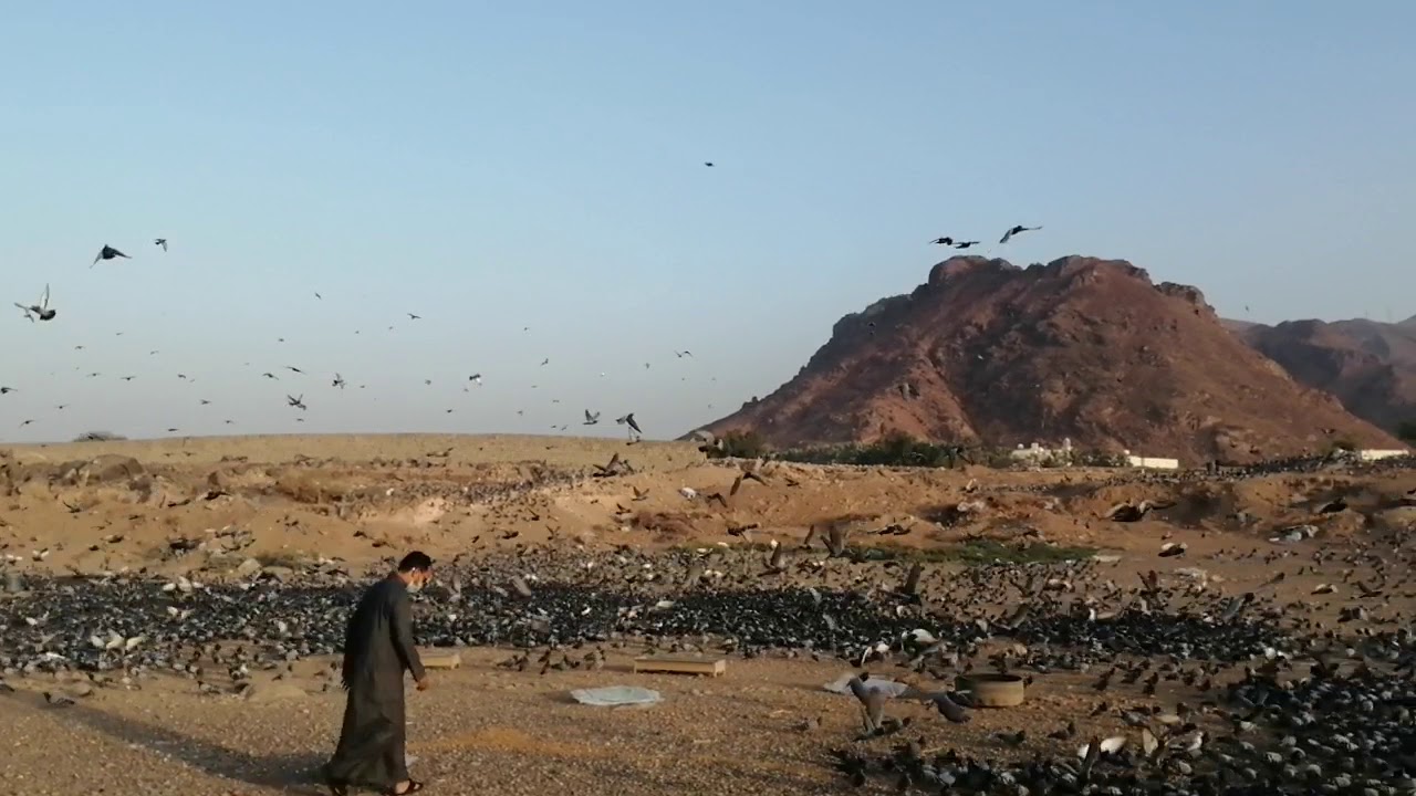 الحمام في المدينة المنورة سيلة جبل أحد