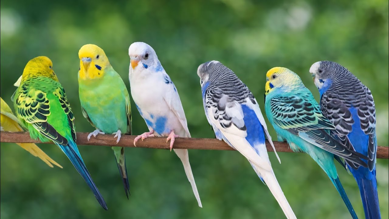 4 Hour Bird Watching of Parakeet Budgies Birds, Observe Nature Birds, Reduce Stress