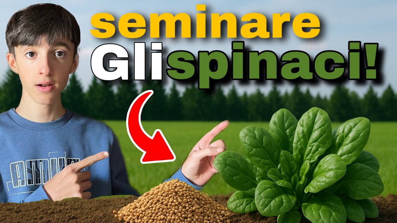 guida COMPLETA sulla SEMINA degli SPINACI (semino gli spinaci in serra!🥬)