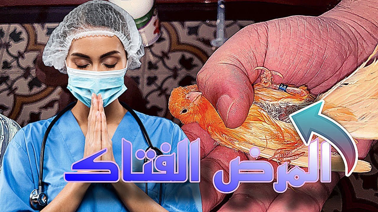 علاج مرض الكبد عند الكناري