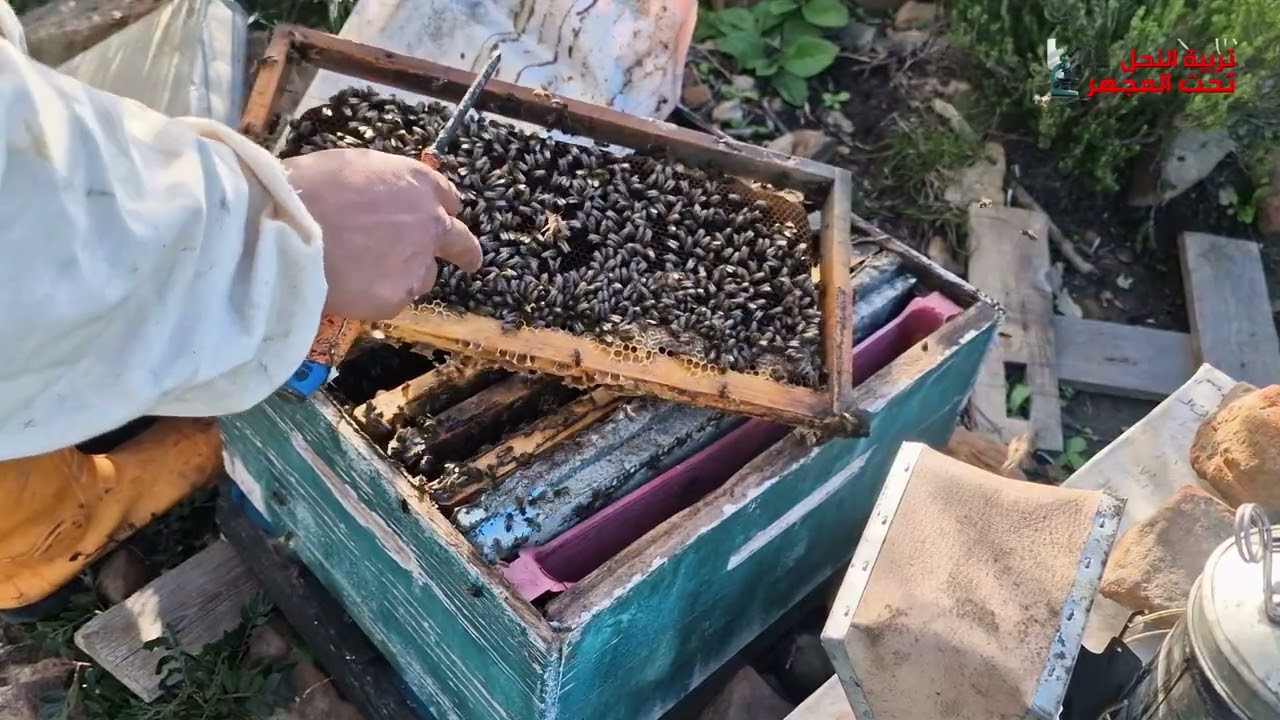 لازال النحل لم يتحرك  في منطقتي #تربية_النحل #bee #اكسبلور #عسل  #honey