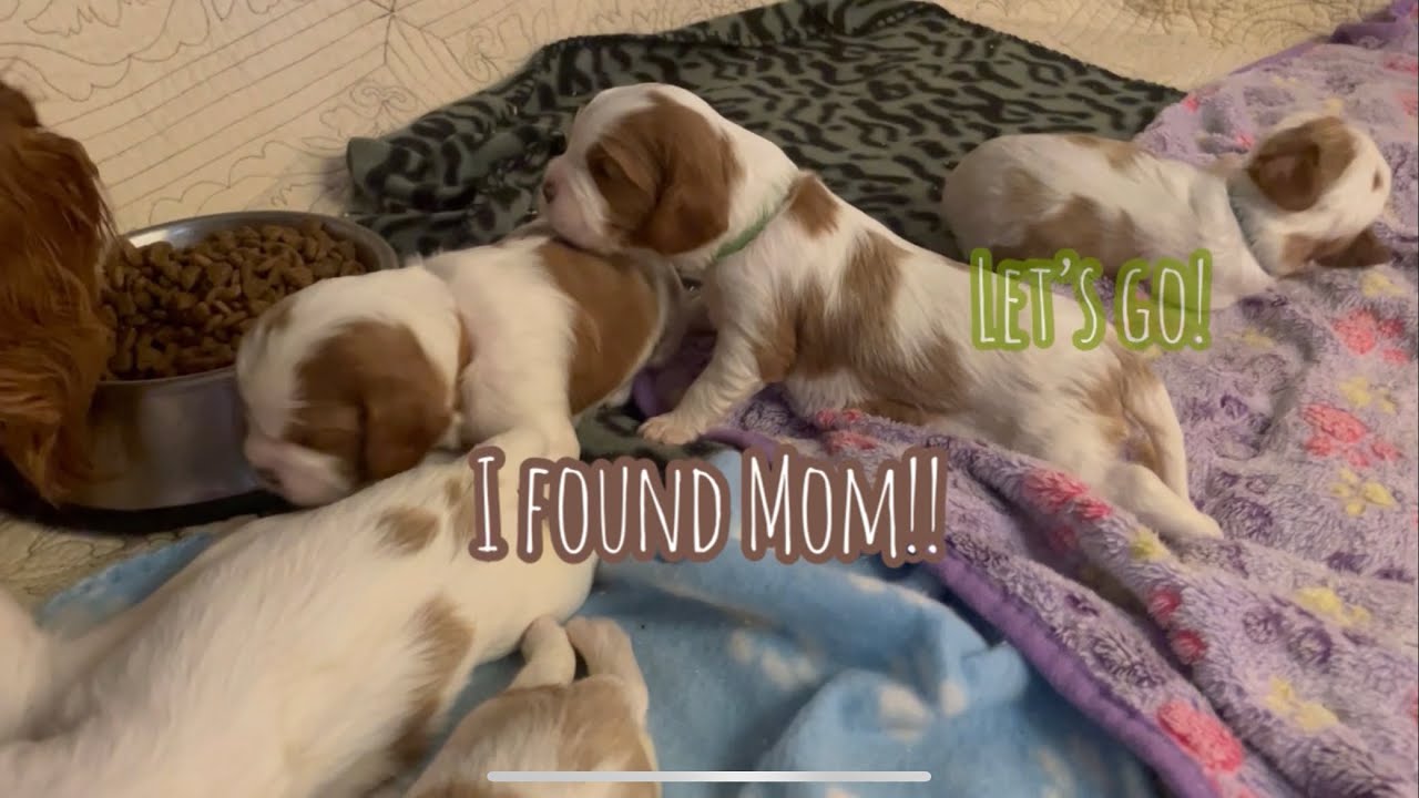 Monday Morning Puppy Adventures