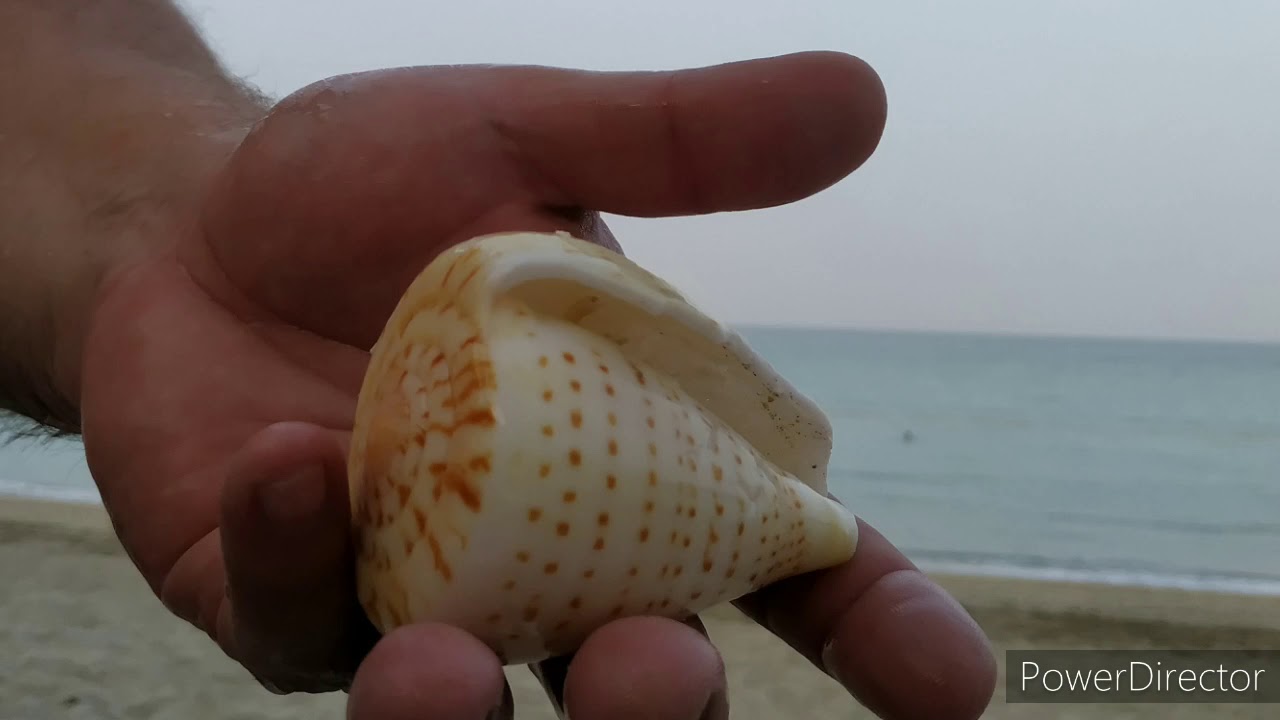 Море на Фуджейре. Февраль 2020. Отель   . Blue diamond alsalam resort 5*
