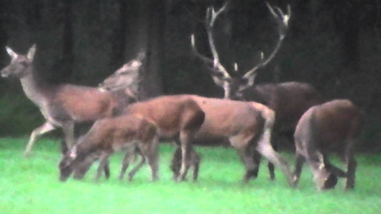 Hertenbronst Staverden (3)