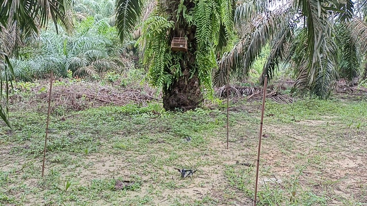 kehebatan pemikat ini mampu menjebak burung Kacer yg sudah pintar sekalipun....