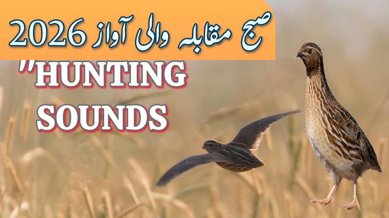 A new way to hunt quail using sound | batair ki awaz2026