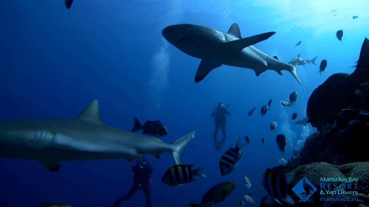 Shark Diving with Yap Divers and Manta Ray Bay Resort and Spa