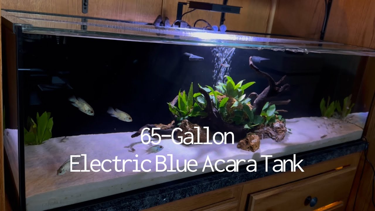 65-Gallon Electric Blue Acara Cichlid Community Planted Aquarium