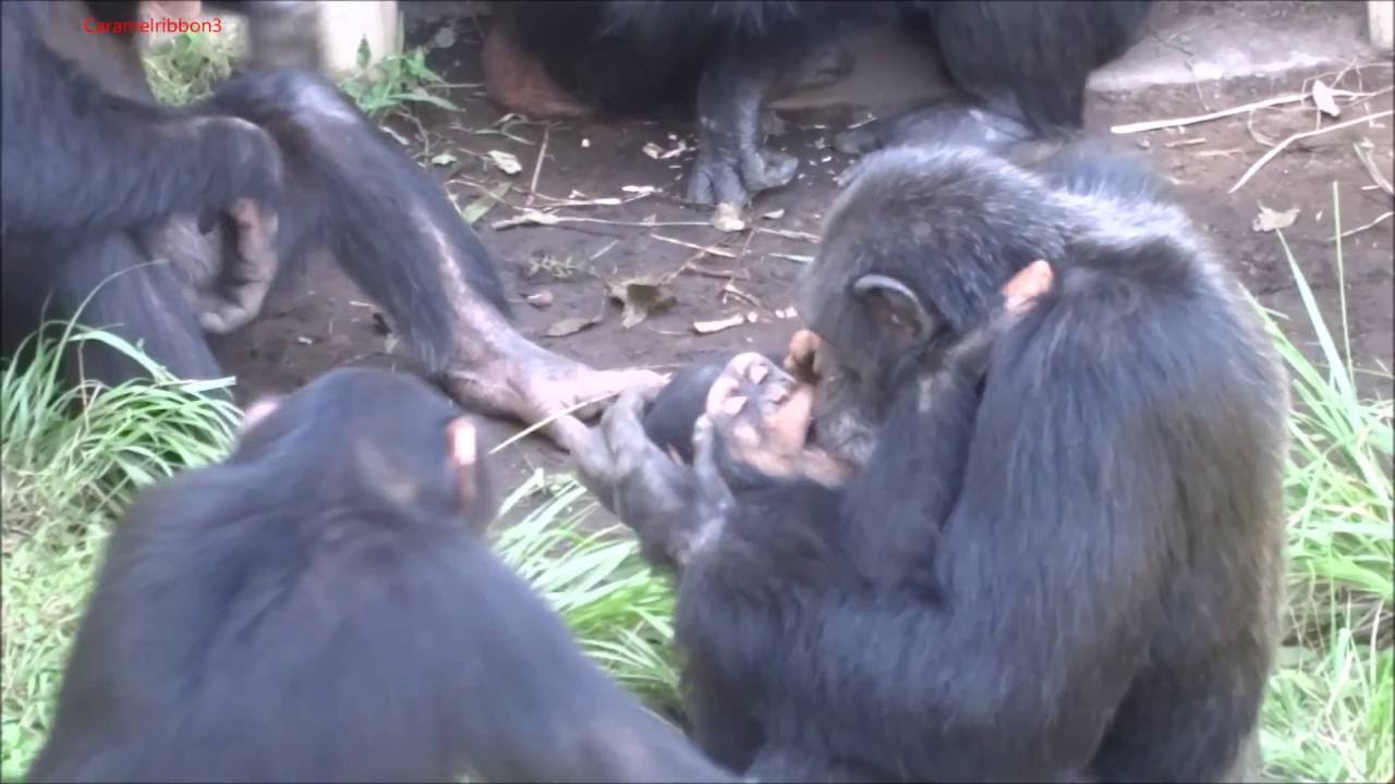 2016 One summer day at Tama Zoo