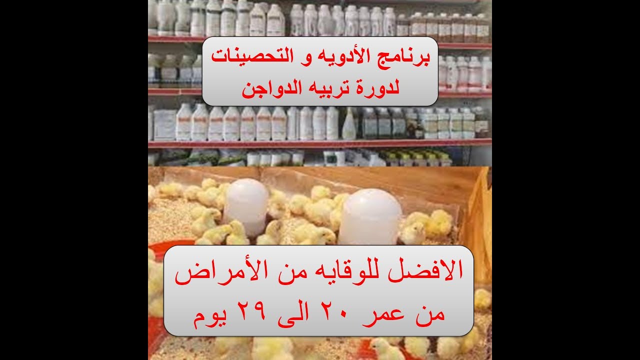 أفضل برنامج للوقايه من الكوكسديا والكولسترديا فى اكثر الاعمار خطورة ( الحلقه 36 )